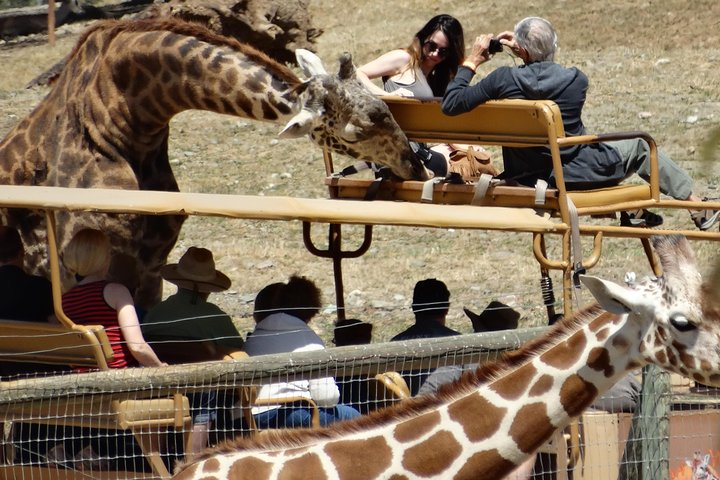 Experience our redwoods and wild Safari outdoor adventure  - Photo 1 of 25